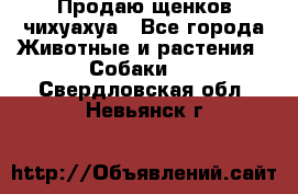 Продаю щенков чихуахуа - Все города Животные и растения » Собаки   . Свердловская обл.,Невьянск г.